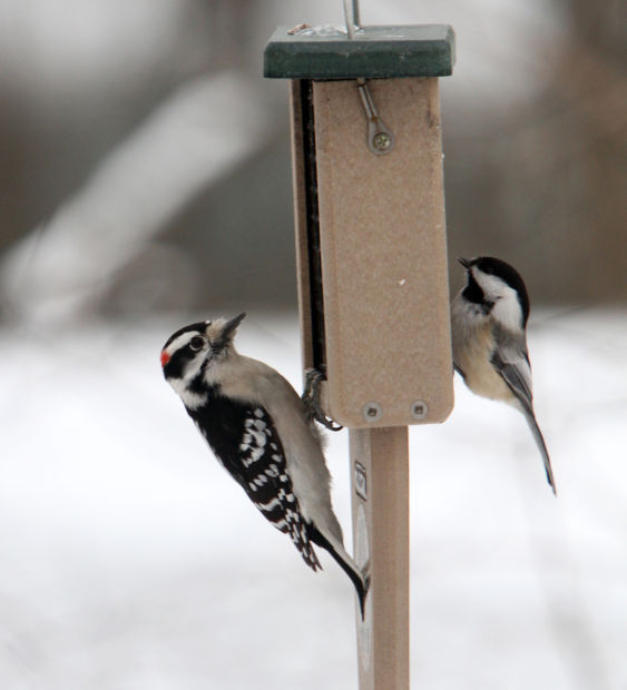 Birds at bird feeder